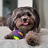 dog, puppy, pet, tongue_out, tennis_ball, toy, bed, indoor, cute, fluffy, gray_fur, lying_down, playful, close_up, animal, domestic_animal, canine, home, relaxed, soft_texture