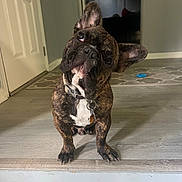 Pierre is registered to the contest to win money with this photo: dog, french_bulldog, pet, indoor, floor, step, collar, curious, head_tilt, brindle, animal, mammal, domestic_animal, cute, companion, house, door, carpet, toy, tag