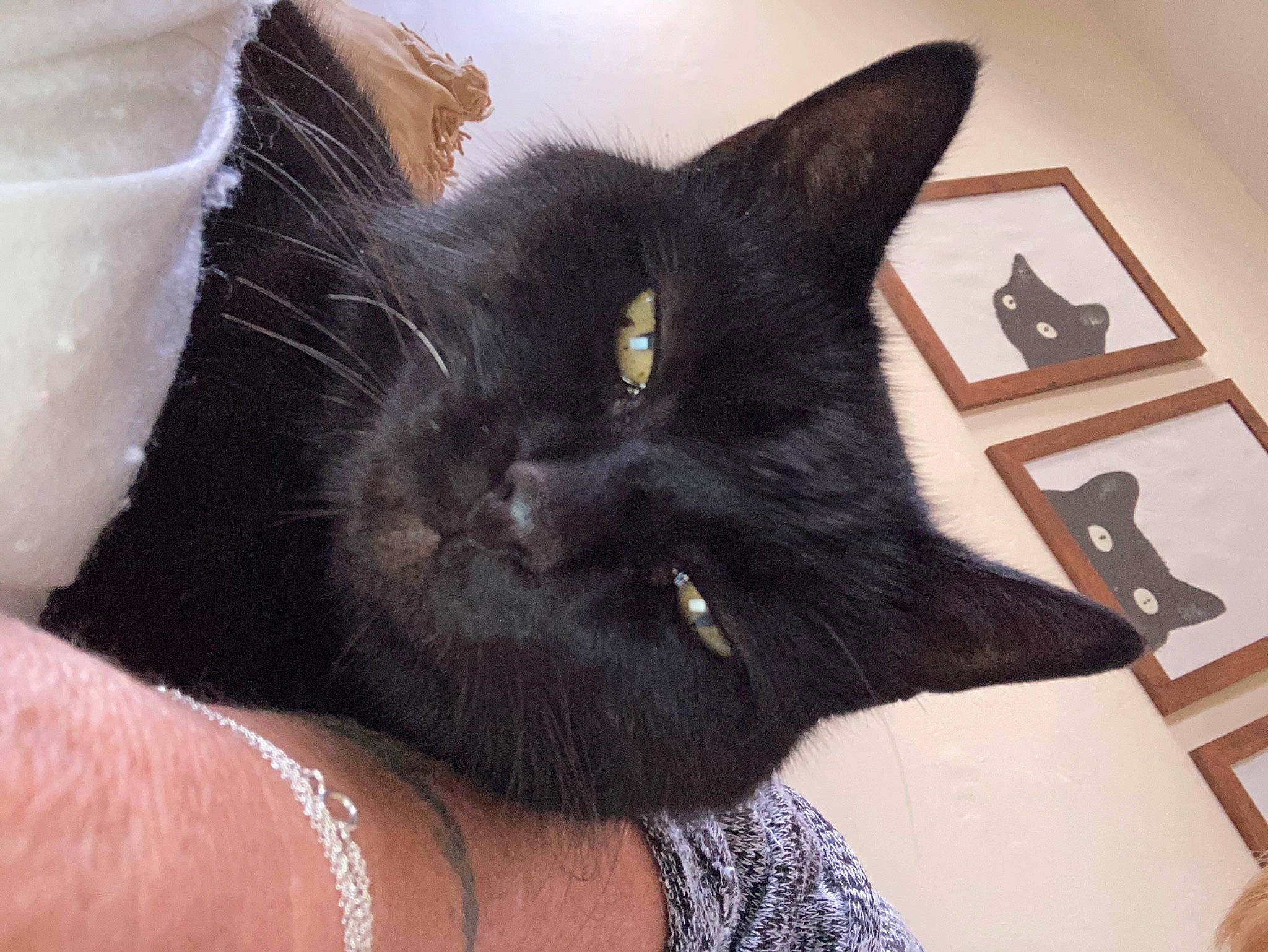 Jet joined the competition — help win amazing prizes! black_cat, bombay, carnivore, cat, claw, comfort, domestic_short_haired_cat, ear, felidae, fur, gesture, paw, small_to_medium_sized_cats, snout, tail, whiskers