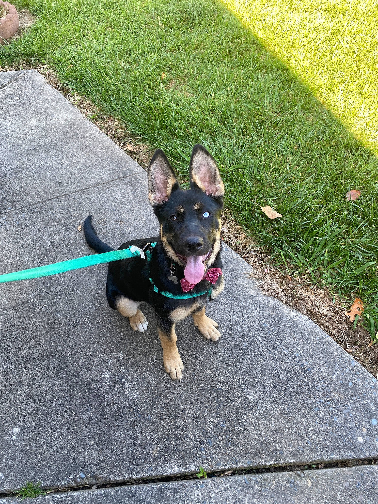 Iris joined the competition — help win amazing prizes! australian_kelpie, canidae, carnivore, dog, dog_breed, dog_collar, fashion_accessory, fawn, leash, mammal, rare_breed_dog, snout, sporting_group, vertebrate, working_dog