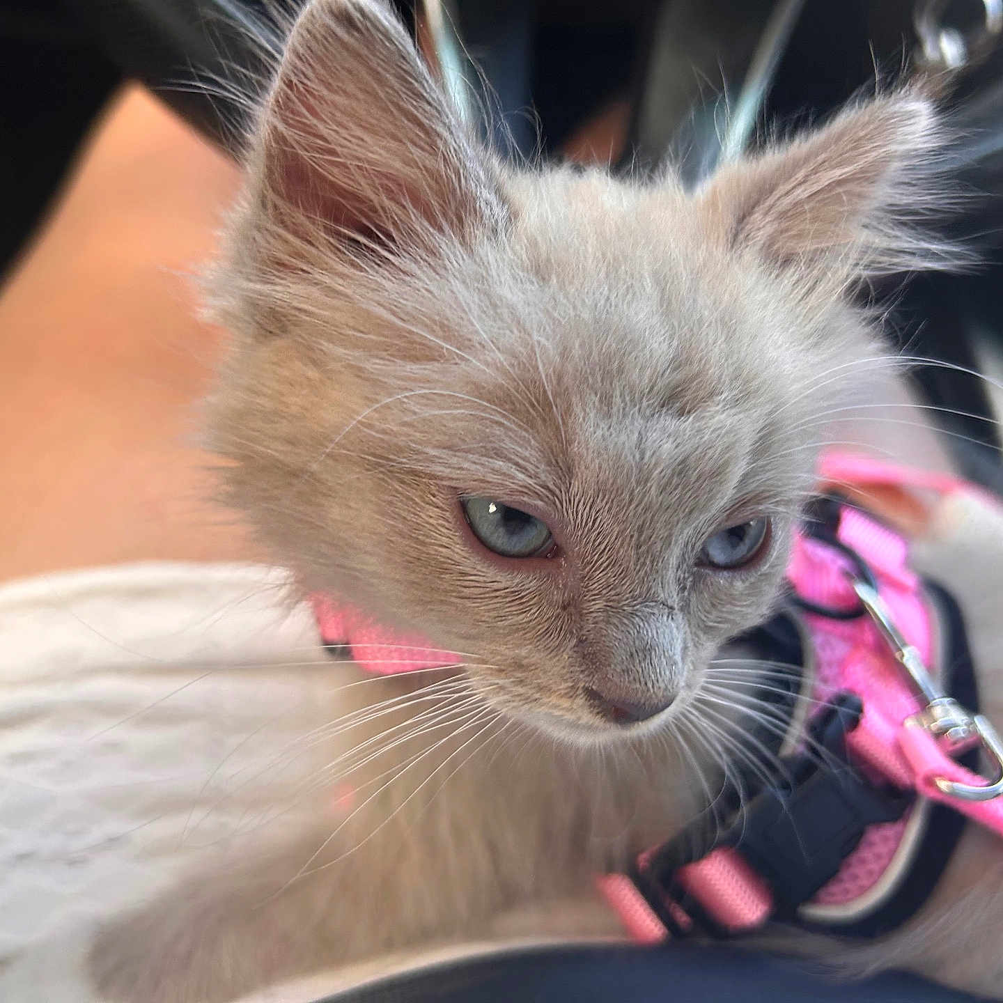 Oreo joined the competition — help win amazing prizes! animal, blue_eyes, cat, closeup, curious, cute, domestic, fur, furry, indoor, kitten, lap, person, pet, pet_accessory, pink_harness, small, soft_light, whiskers, young