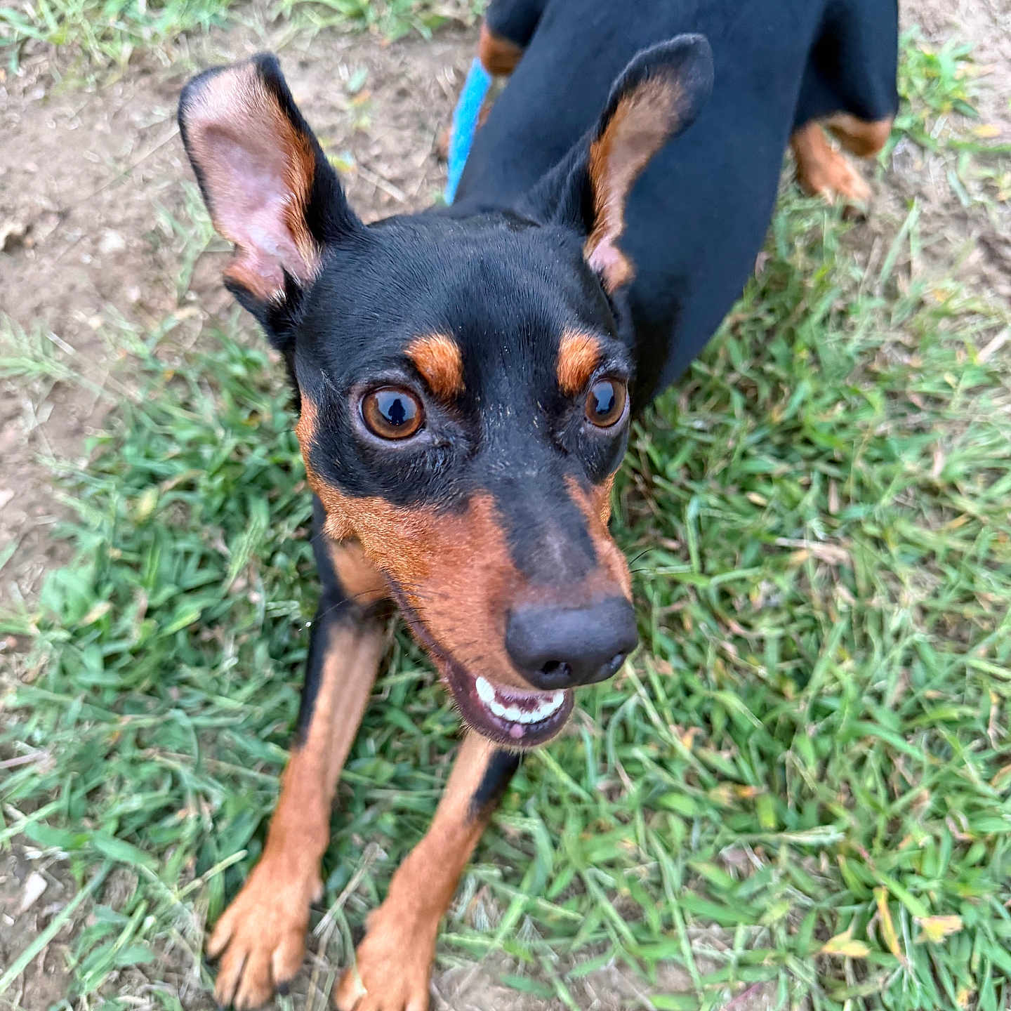 Tino