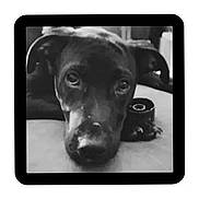 Falco participe au concours pour gagner de l'argent avec cette photo : dog, black_dog, portrait, face, animal, pet, resting, close_up, indoor, expression, ears, snout, looking_up, calm, cute, domestic_animal, canine, head, lying_down, minimalist