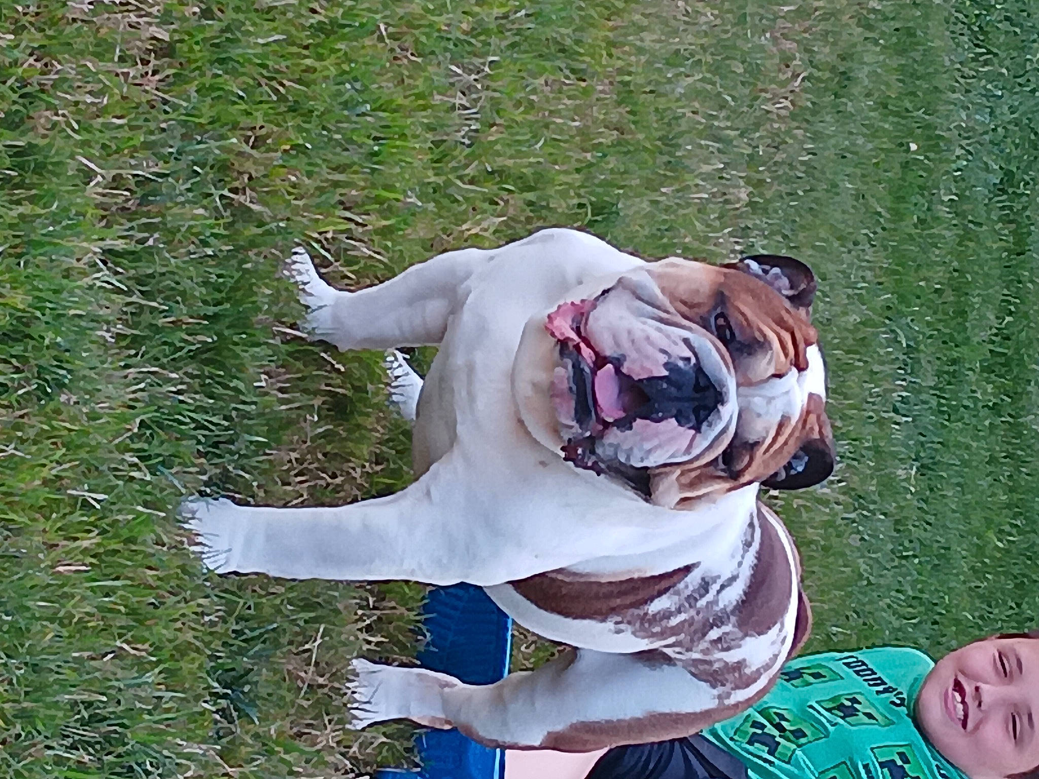 Buddy is registered to the contest to win money with this photo: canidae, carnivore, collar, companion_dog, dog, dog_breed, dog_collar, dog_supply, eyewear, fawn, grass, leash, pet_supply, plant, snout, sporting_group, sunglasses, tail, terrestrial_animal, working_animal