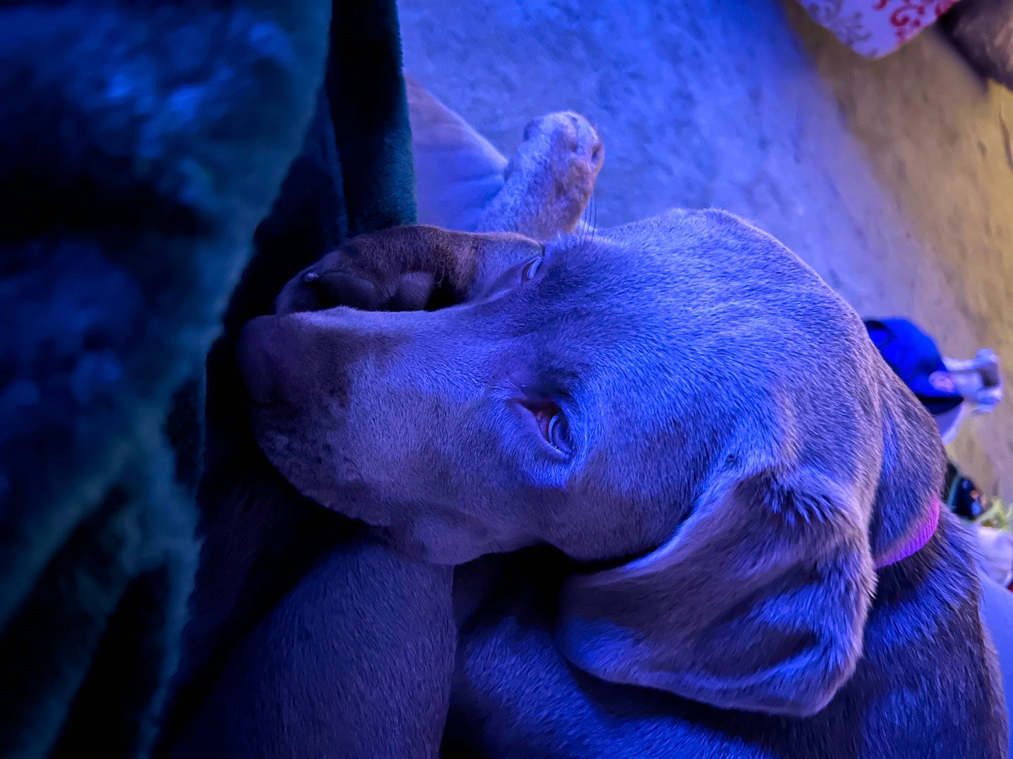 Lexi joined the competition — help win amazing prizes! blue, darkness, dog_breed, electric_blue, magenta, marine_biology, night, organism, petal, plant, public_event, purple, recreation, snout, sporting_group, terrestrial_animal, violet, wildlife, wrinkle