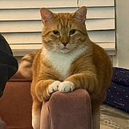 Buddy joined the competition — help win amazing prizes! animal, armrest, blinds, cat, chair, cozy, cute, domestic_cat, fur, furniture, indoor, looking_at_camera, mammal, orange_tabby, paws, pet, relaxed, resting, whiskers, white_chest