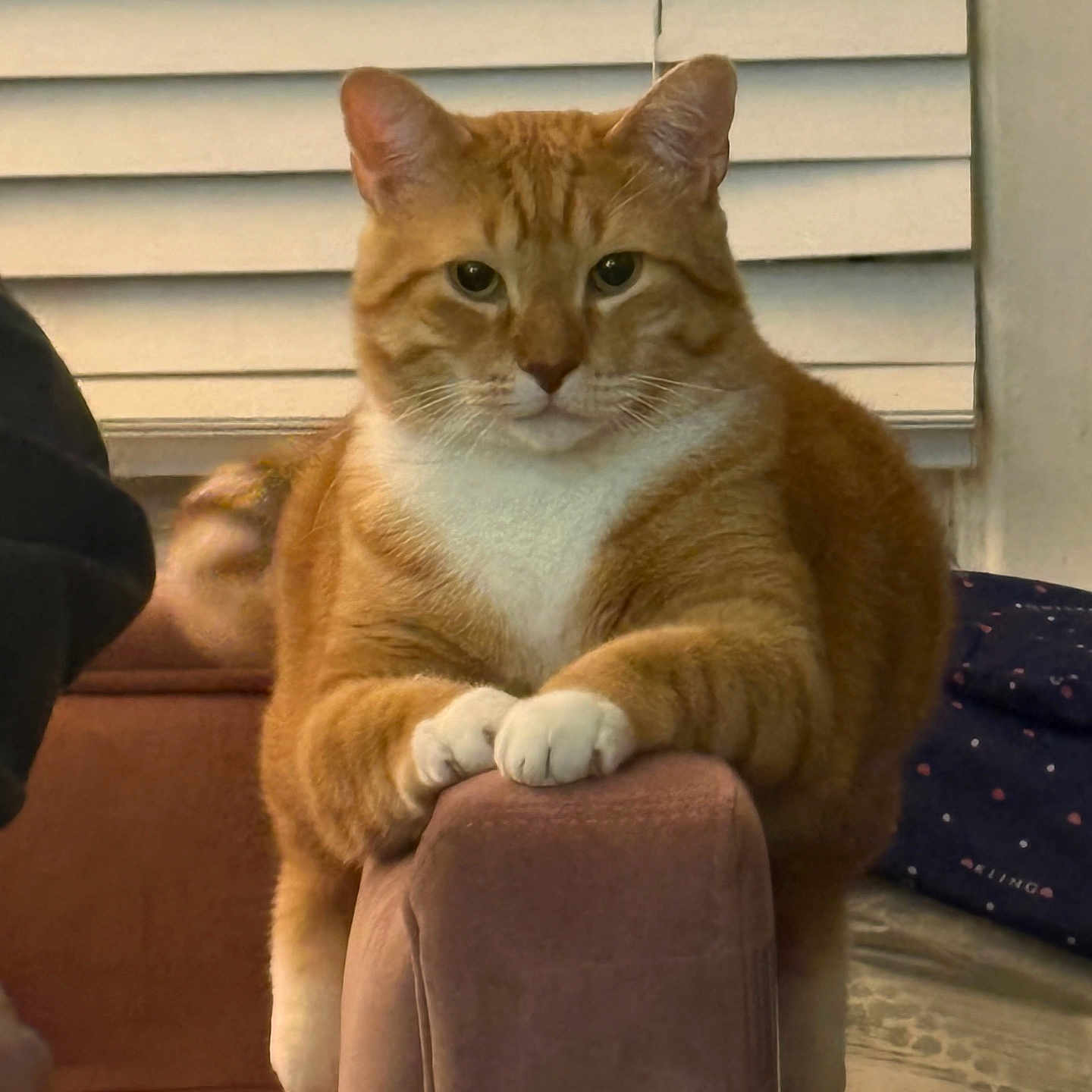 Buddy