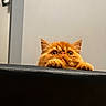 cat, orange_cat, pet, fluffy, curious, peeking, indoor, animal, feline, whiskers, ears, eyes, paws, closeup, portrait, cute, mischievous, looking_up, domestic_cat, fur