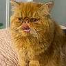 Garfieild joined the competition — help win amazing prizes! cat, ginger_cat, fluffy, pet, animal, indoor, bedspread, tongue_out, cute, feline, whiskers, fur, sitting, expression, close_up, domestic_cat, orange_fur, portrait, funny_face, house_pet