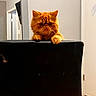 Garfieild joined the competition — help win amazing prizes! cat, orange_cat, pet, indoor, chair, black_chair, fur, whiskers, curious, grumpy, animal, cute, feline, domestic_cat, expression, paws, floor, door, wall, house