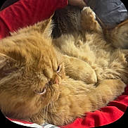 Garfieild joined the competition — help win amazing prizes! cat, ginger_cat, fluffy, close_up, relaxed, feline, pet, indoor, red_blanket, soft_fur, whiskers, animal, cute, cozy, resting, sleepy, domestic_cat, fur_texture, lazy, portrait