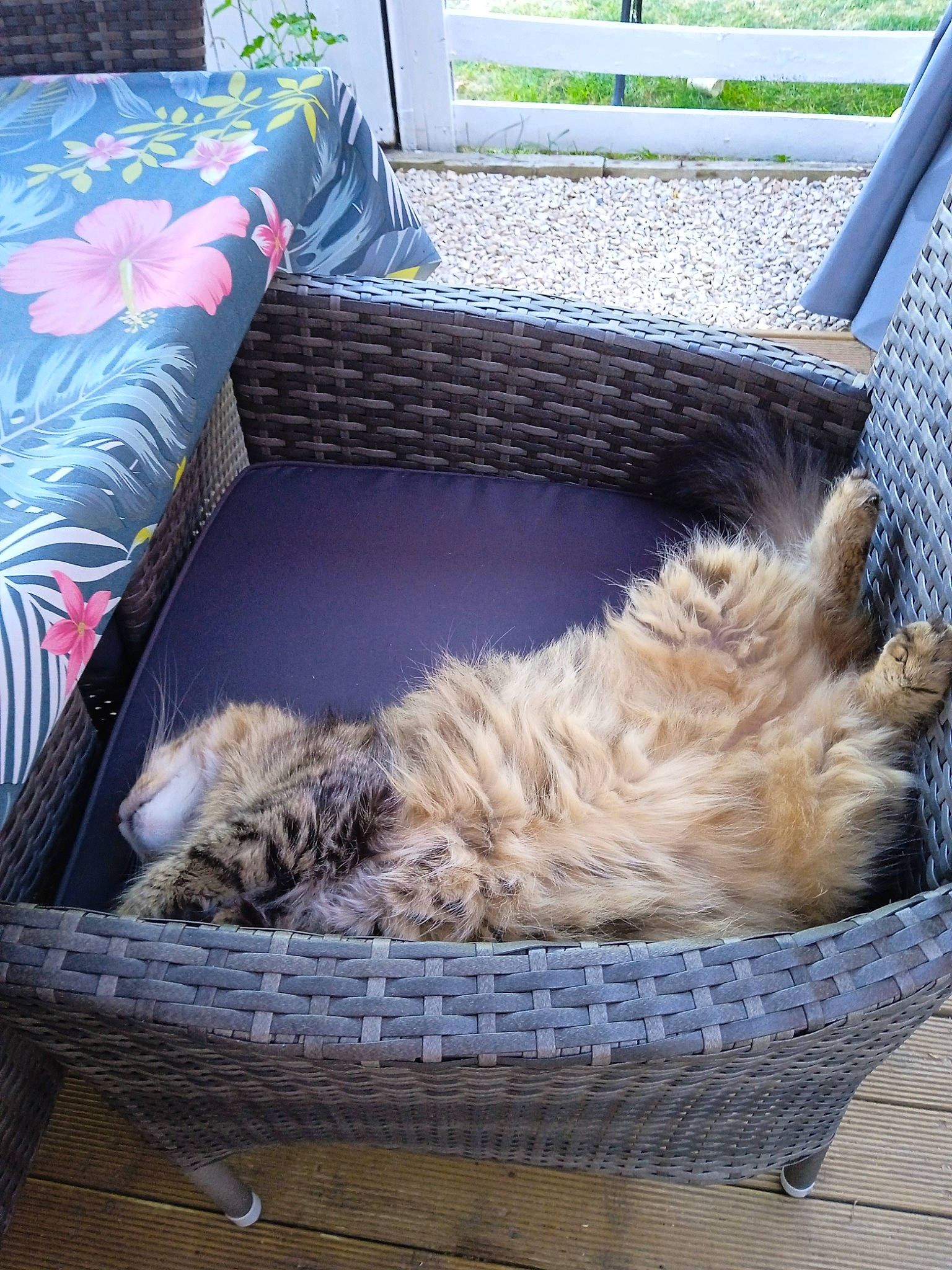 Nala a rejoint le concours — aidez-le/la à gagner de superbes lots ! basket, box, carnivore, comfort, companion_dog, couch, felidae, fur, grass, hardwood, plant, rectangle, room, small_to_medium_sized_cats, sporting_group, storage_basket, tail, whiskers, wicker, wood