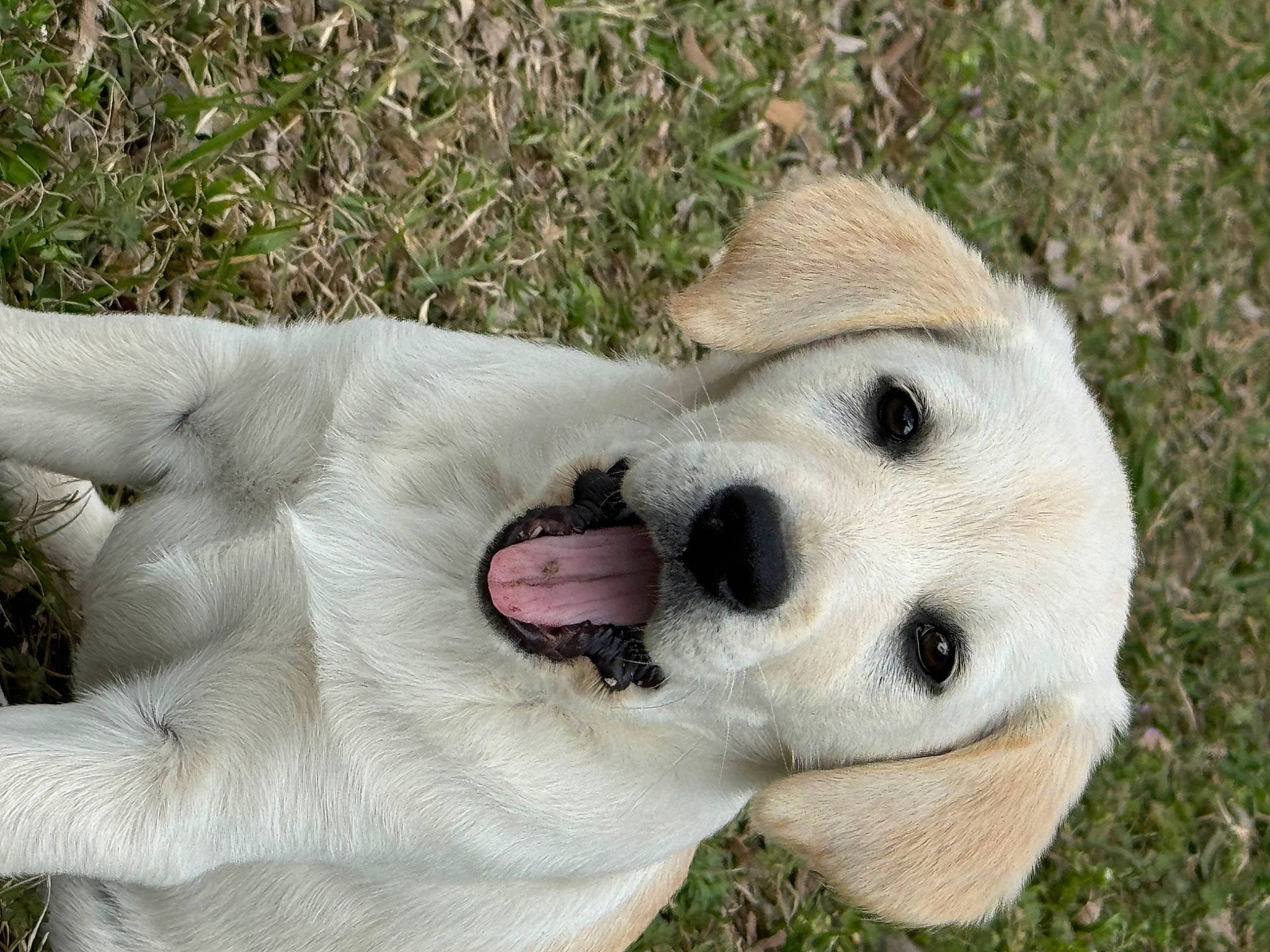 Nala joined the competition — help win amazing prizes! ball, canidae, carnivore, collar, companion_dog, dog, dog_breed, fang, fawn, fur, grass, non_sporting_group, paw, plant, retriever, snout, sporting_group, street_dog, terrestrial_animal, whiskers