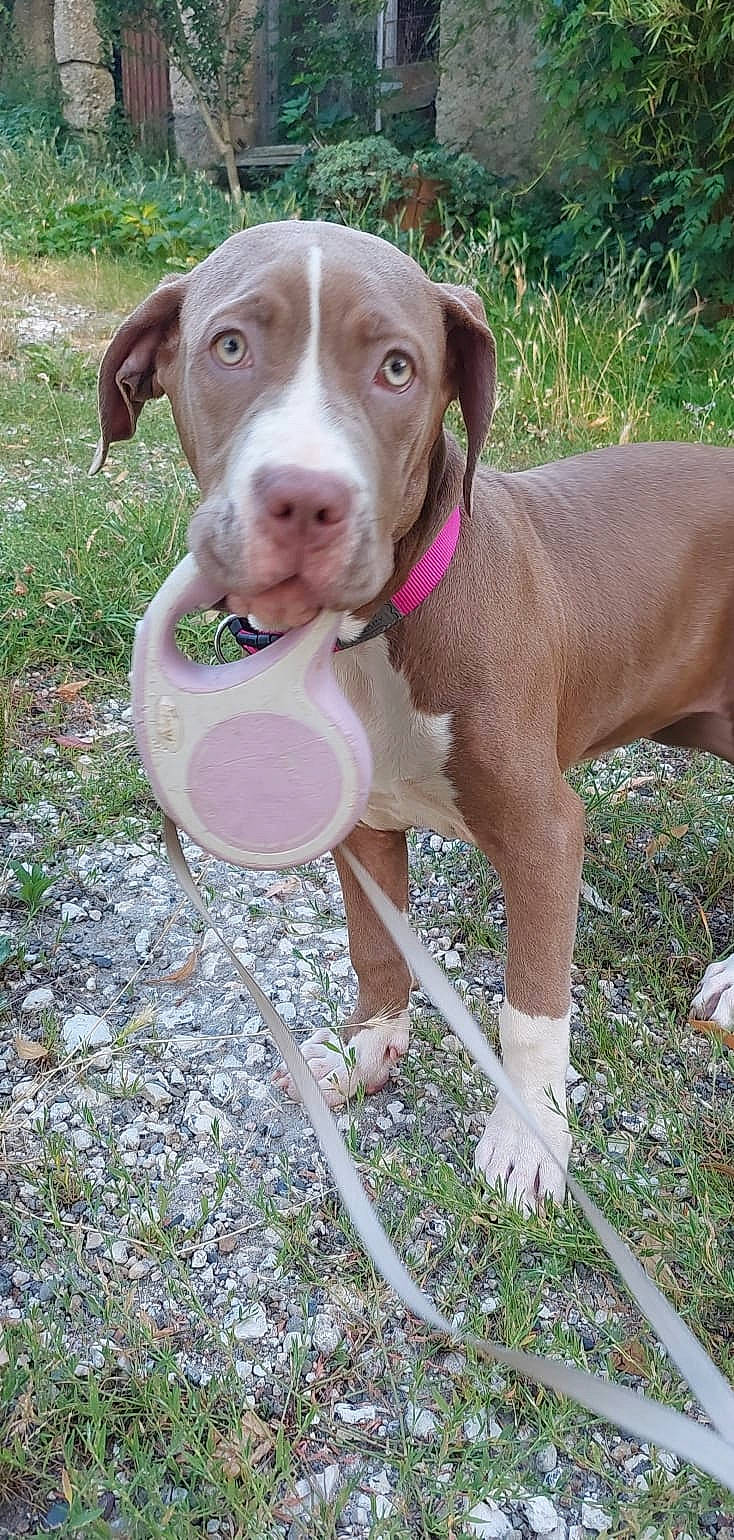 Shiva participe au concours pour gagner de l'argent avec cette photo : canidae, carnivore, circle, collar, companion_dog, dog, dog_breed, dog_collar, dog_supply, fawn, grass, gun_dog, hunting_dog, liver, pet_supply, plant, snout, soil, sporting_group, working_animal