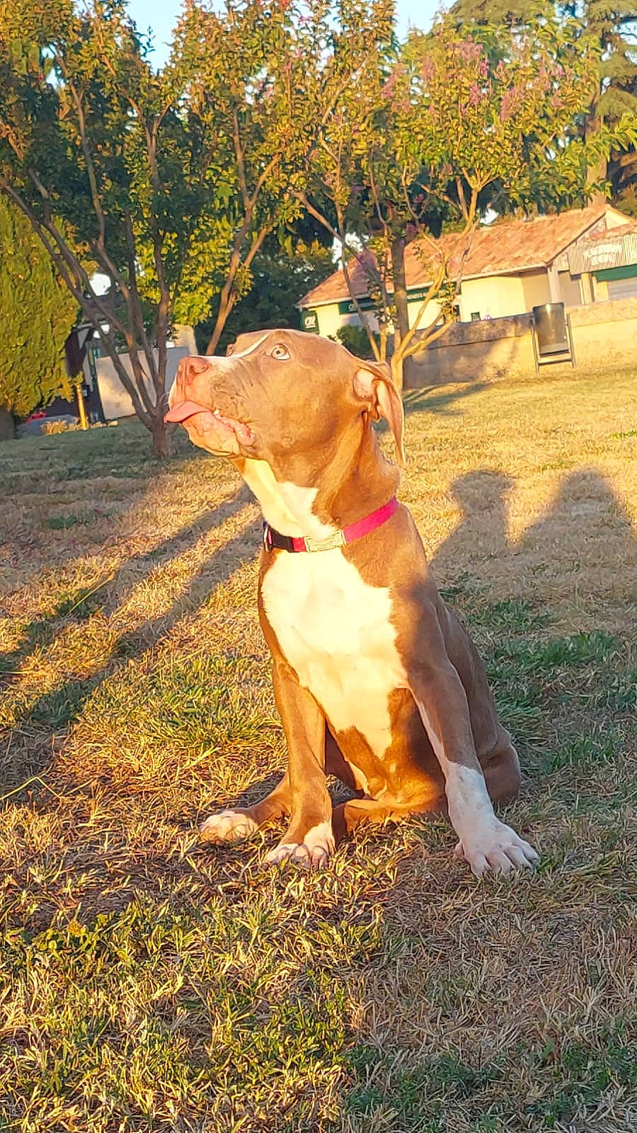 Shiva participe au concours pour gagner de l'argent avec cette photo : canidae, carnivore, collar, companion_dog, dog, dog_breed, dog_collar, fawn, grass, gun_dog, liver, people_in_nature, plant, snout, sporting_group, tail, tree, window, working_animal, working_dog