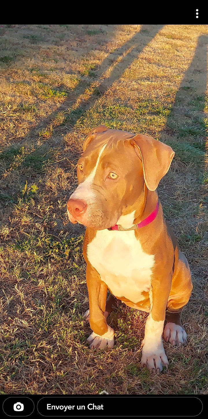 Shiva a rejoint le concours — aidez-le/la à gagner de superbes lots ! canidae, carnivore, collar, companion_dog, dog, dog_breed, dog_collar, dog_supply, eye, fawn, grass, hat, liver, plant, snout, soil, sporting_group, tail, working_animal, working_dog