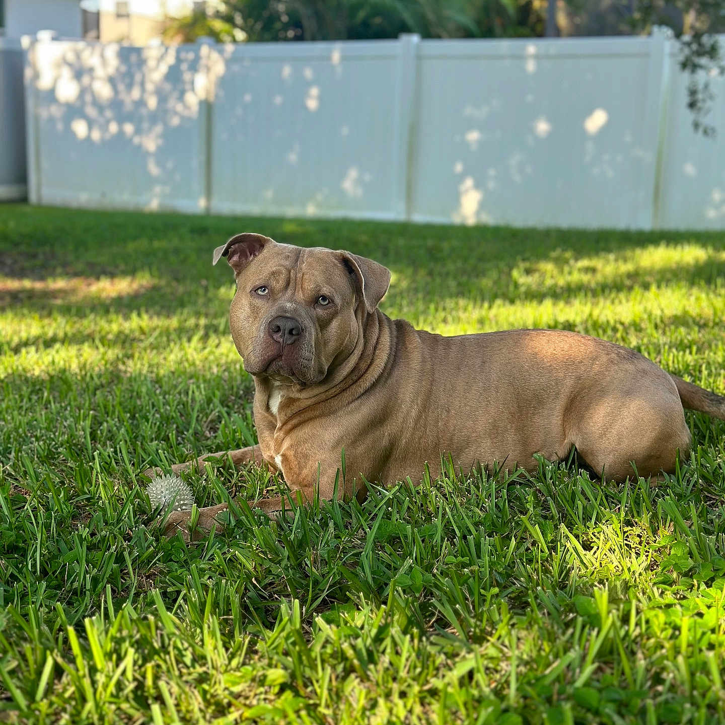 Dior is registered to the contest to win money with this photo: animal, backyard, ball, bulldog, canine, dog, fence, football, grass, lawn, nature, outdoors, pet, plant, puppy, soccer, sport, tennis, tennisball, yard