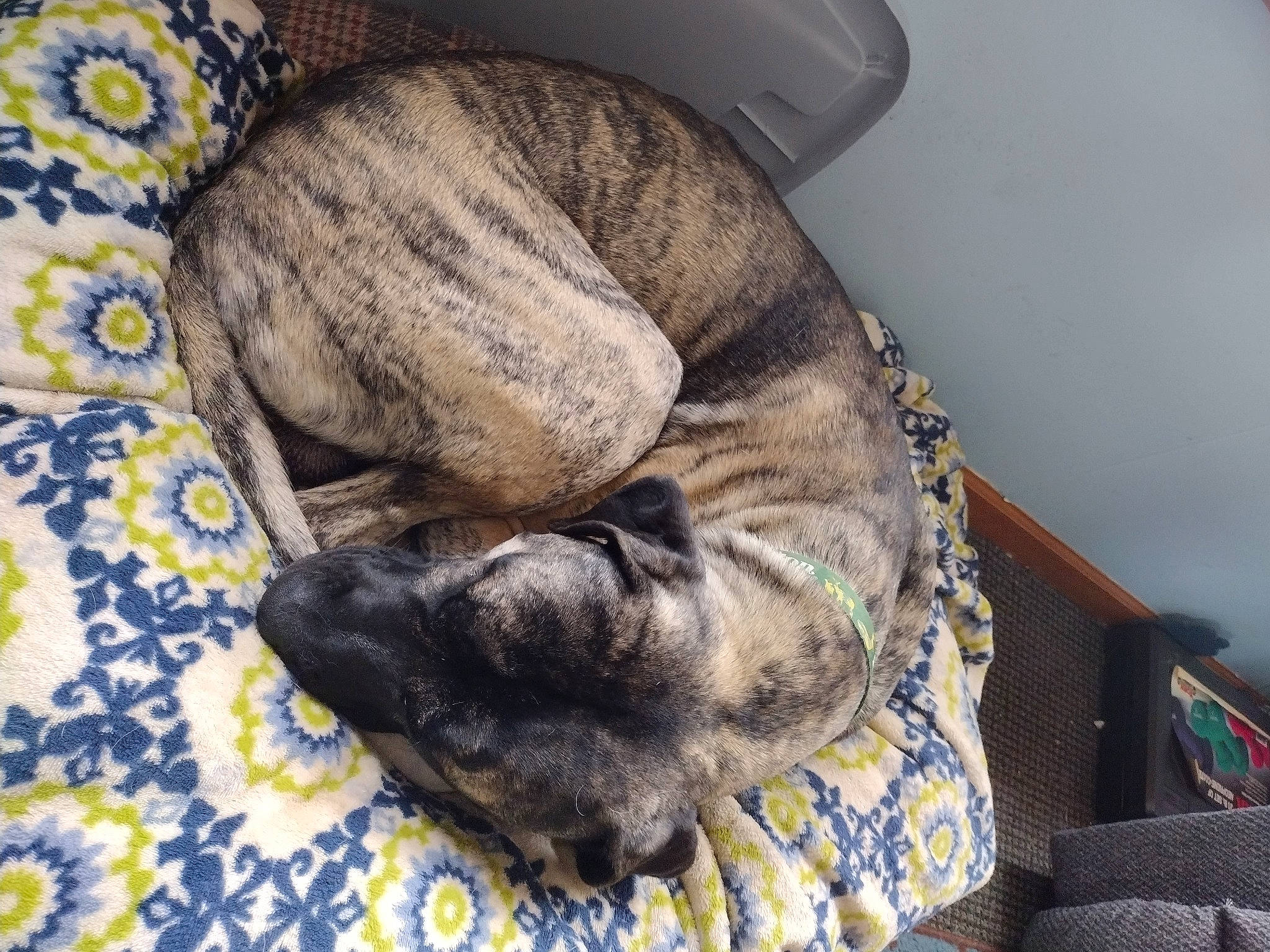 Bj is registered to the contest to win money with this photo: canidae, carnivore, comfort, companion_dog, dog, dog_breed, fawn, fur, grey, nap, non_sporting_group, snout, sporting_group, terrestrial_animal, treeing_tennessee_brindle, whiskers