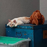 Simon joined the competition — help win amazing prizes! cat, plush_dog_toy, blue_metal_box, gray_wall, plastic_container, indoor, relaxed, lounging, cream_colored_cat, stuffed_animal, texture, resting, animal, pet, toy, feline, household, quiet, still_life, container