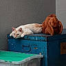 cat, plush_dog_toy, blue_metal_box, gray_wall, plastic_container, indoor, relaxed, lounging, cream_colored_cat, stuffed_animal, texture, resting, animal, pet, toy, feline, household, quiet, still_life, container
