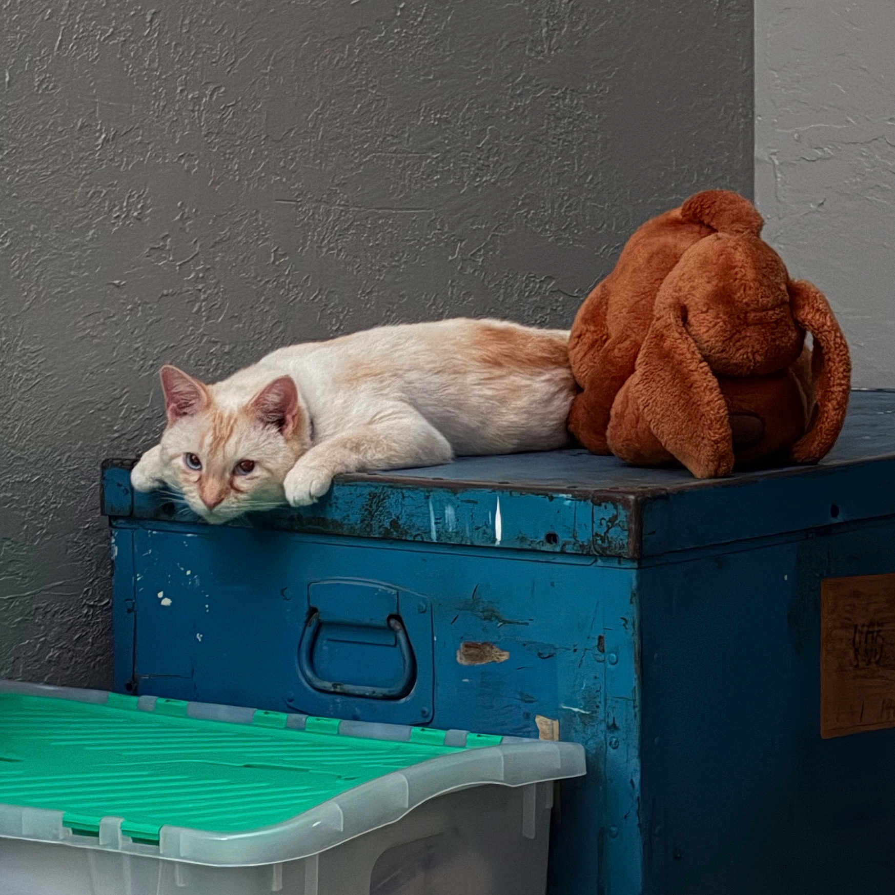 Simon joined the competition — help win amazing prizes! cat, plush_dog_toy, blue_metal_box, gray_wall, plastic_container, indoor, relaxed, lounging, cream_colored_cat, stuffed_animal, texture, resting, animal, pet, toy, feline, household, quiet, still_life, container