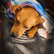 Clifford is registered to the contest to win money with this photo: dog, sleeping, blanket, cozy, indoor, nap, paw, brown_dog, fur, sunlight, shadow, bedroom, furniture, wood, comfort, rest, cute, time_stamp, heart, warm