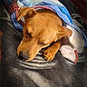dog, sleeping, blanket, cozy, indoor, nap, paw, brown_dog, fur, sunlight, shadow, bedroom, furniture, wood, comfort, rest, cute, time_stamp, heart, warm