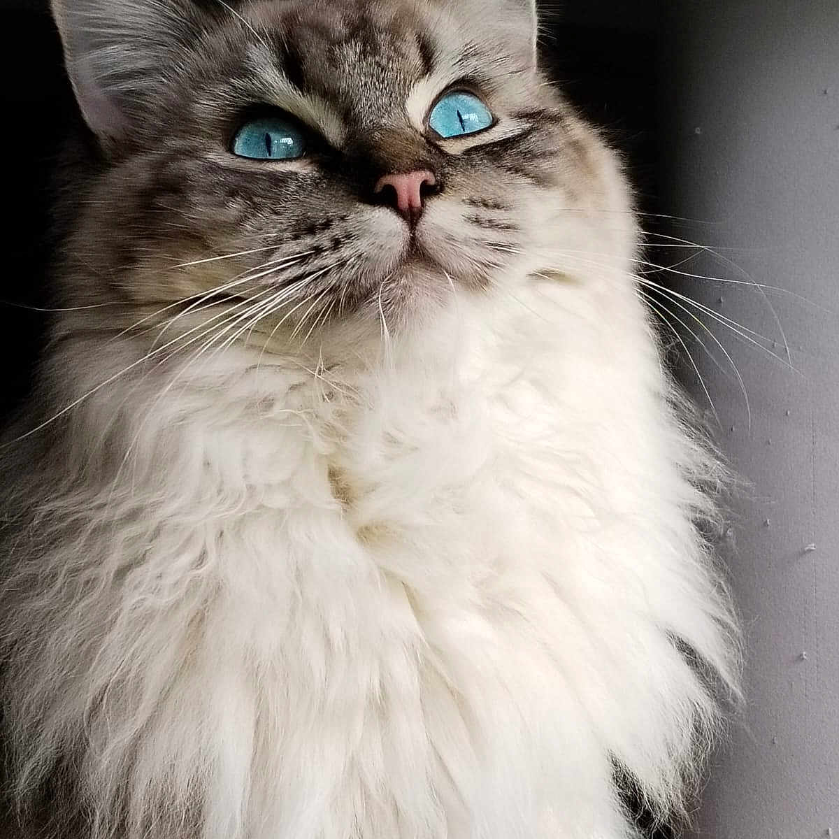 Uki a rejoint le concours — aidez-le/la à gagner de superbes lots ! abyssinian, angora, animal, bodypart, cat, clothing, face, fur, head, kitten, manx, mouth, person, pet, photography, portrait, siamese, snout, tongue, white