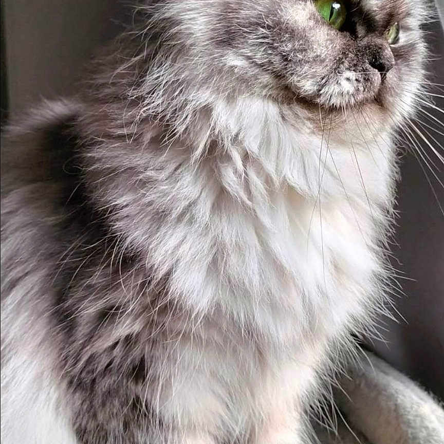 Romy participe au concours pour gagner de l'argent avec cette photo : abyssinian, angora, animal, brasssection, cat, computerhardware, cushion, den, electronics, hardware, homedecor, horn, kitten, manx, monitor, musicalinstrument, pet, screen, siamese, snout