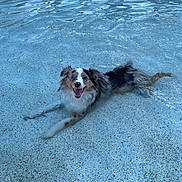 Delilah is registered to the contest to win money with this photo: backyard, black_and_white, blue_water, brown_fur, dog, happy, long_hair, lying_down, outdoor, pet, playful, pool, portrait, puppy, ripples, smiling, summer, swimming, water, wet_fur