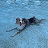 backyard, black_and_white, blue_water, brown_fur, dog, happy, long_hair, lying_down, outdoor, pet, playful, pool, portrait, puppy, ripples, smiling, summer, swimming, water, wet_fur
