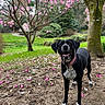 Sheherazade participe au concours pour gagner de l'argent avec cette photo : alert, animal, black_dog, blossoms, canine, collar, dog, garden, grass, ground, happy, leaves, nature, outdoor, pet, pink_flowers, spring, tree, trunk, white_spots