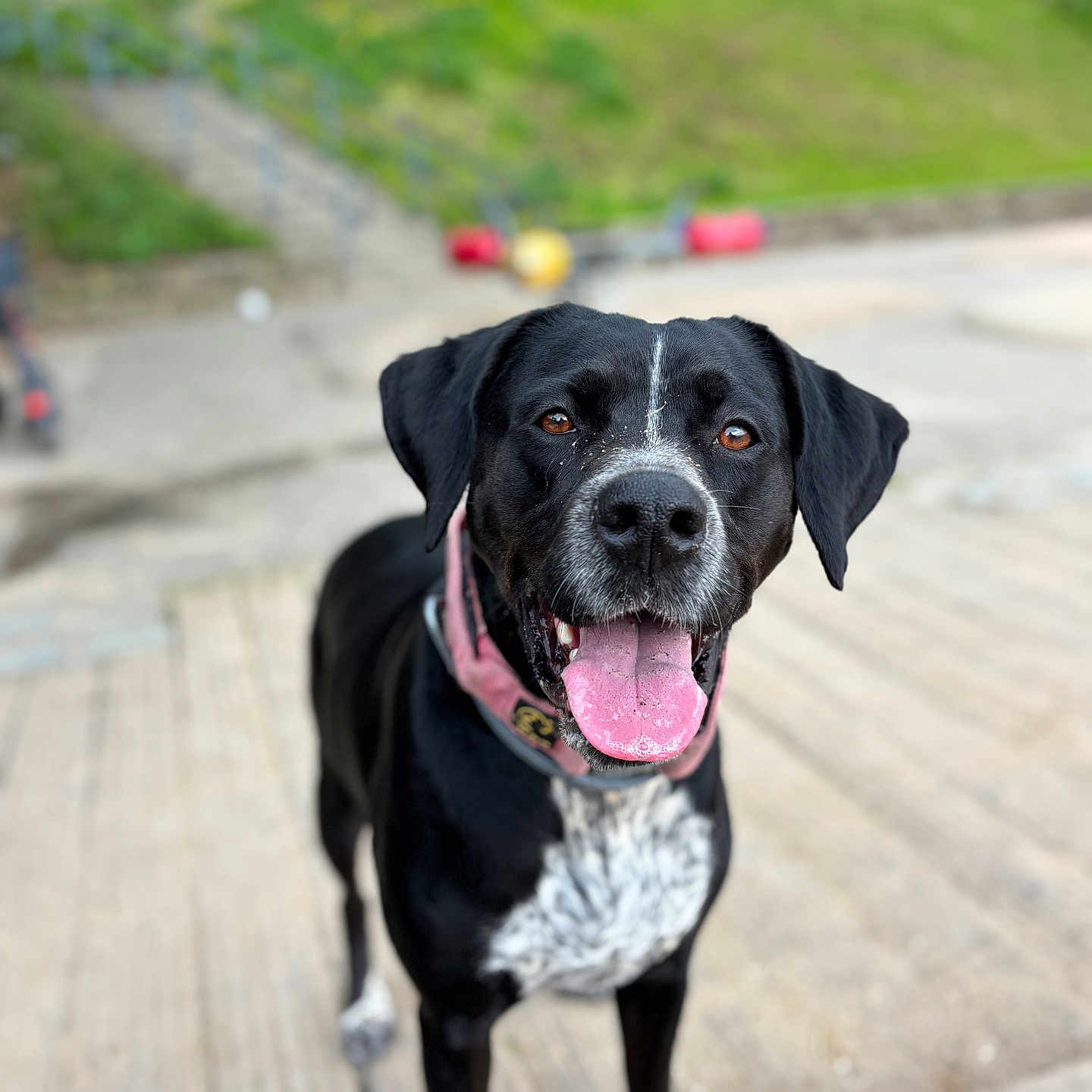 Sheherazade a rejoint le concours — aidez-le/la à gagner de superbes lots ! animal, black_dog, blurred_background, canine, close_up, daylight, dog, ears, friendly, grass, happy, looking_at_camera, outdoor, paved_surface, pet, pink_collar, portrait, standing, tongue_out, white_markings