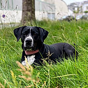 Sheherazade a rejoint le concours — aidez-le/la à gagner de superbes lots ! animal, black_dog, blurred_background, calm, canine, collar, daylight, dog, ears, fur, grass, greenery, muzzle, nature, outdoor, pet, relaxed, resting, summer, white_markings