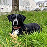 animal, black_dog, blurred_background, calm, canine, collar, daylight, dog, ears, fur, grass, greenery, muzzle, nature, outdoor, pet, relaxed, resting, summer, white_markings