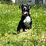 animal, black_dog, canine, collar, daytime, dog, ears_up, field, grass, greenery, happy, nature, outdoor, pet, sitting, summer, sunlight, tongue_out, white_markings, wildflowers