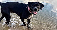 Sheherazade participe au concours pour gagner de l'argent avec cette photo : animal, beach, black_dog, canine, collar, daylight, dog, happy, looking_at_camera, nature, outdoor, pet, playful, shallow_water, shore, smiling, splashing, summer, water, wet_fur