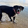 animal, beach, black_dog, canine, collar, daylight, dog, happy, looking_at_camera, nature, outdoor, pet, playful, shallow_water, shore, smiling, splashing, summer, water, wet_fur