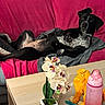 Sheherazade a rejoint le concours — aidez-le/la à gagner de superbes lots ! black_dog, colorful, couch, cozy, curious, dog, flower_pot, furniture, home, indoor, living_room, orchid, pet, pink_couch, plant, relaxed, stuffed_animal, toy, water_bottle, wooden_table