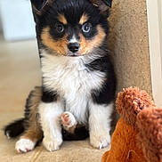 Aïro a rejoint le concours — aidez-le/la à gagner de superbes lots ! animal, black, brown, cute, dog, ears, face, fluffy, fur, indoor, nose, paw, pet, plush_toy, puppy, sitting, tiling, toy, white, young