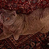 Kantoum participe au concours pour gagner de l'argent avec cette photo : animal, carpet, cat, cozy, cute, domestic_cat, ears, feline, floor, fur, gray_cat, indoors, laying_down, orange_eyes, oriental_rug, patterned_rug, pet, relaxed, stretching, whiskers