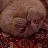 Kantoum a rejoint le concours — aidez-le/la à gagner de superbes lots ! amber_eyes, animal, carpet, cat, close_up, cozy, cute, face, feline, fluffy, fur, indoor, patterned, pet, portrait, red, relaxed, resting, upside_down, whiskers