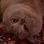 Kantoum a rejoint le concours — aidez-le/la à gagner de superbes lots ! amber_eyes, animal, carpet, cat, close_up, cozy, curious, cute, domestic_cat, feline, fur, gray_cat, indoor, laying_down, patterned_carpet, pet, portrait, relaxed, upside_down, whiskers