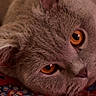 amber_eyes, animal, carpet, cat, close_up, cute, domestic_animal, ear, face, feline, fur, gray_cat, indoor, lying_down, nose, patterned_carpet, pet, portrait, relaxed, whiskers