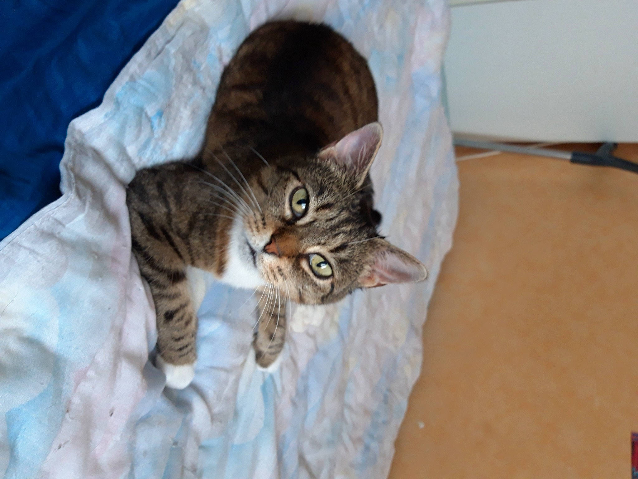 Minette a rejoint le concours — aidez-le/la à gagner de superbes lots ! bed, carnivore, cat, comfort, domestic_short_haired_cat, door, felidae, fur, grey, small_to_medium_sized_cats, tail, terrestrial_animal, whiskers