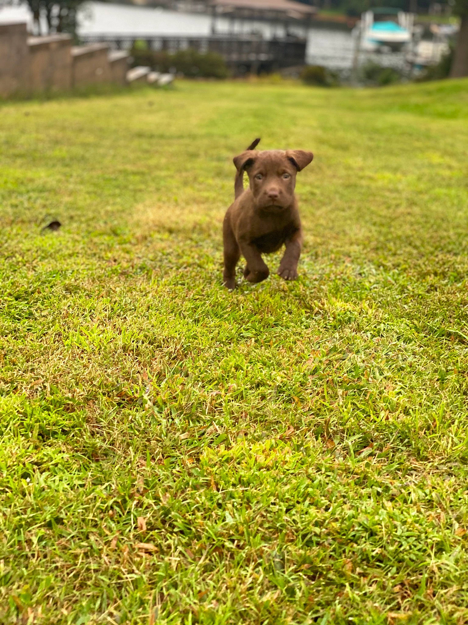 Sadie is registered to the contest to win money with this photo: carnivore, companion_dog, dog, dog_breed, fawn, grass, grassland, grazing, groundcover, landscape, lawn, livestock, meadow, pasture, plant, sheep, snout, tail, terrestrial_animal, working_animal
