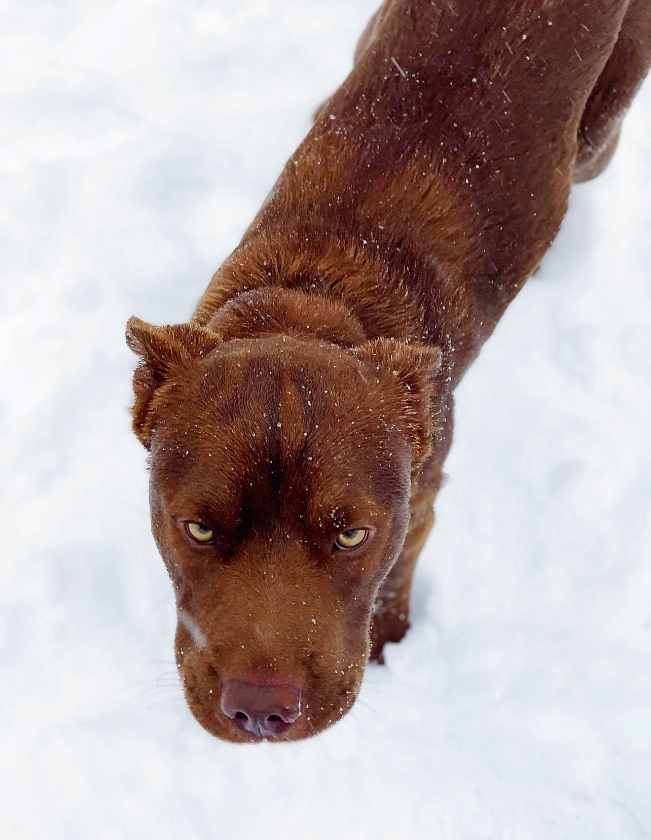 Sadie is registered to the contest to win money with this photo: canidae, carnivore, collar, companion_dog, dog, dog_breed, eye, fawn, fur, guard_dog, liver, snout, snow, sporting_group, street_dog, terrestrial_animal, whiskers, wildlife, winter, working_animal
