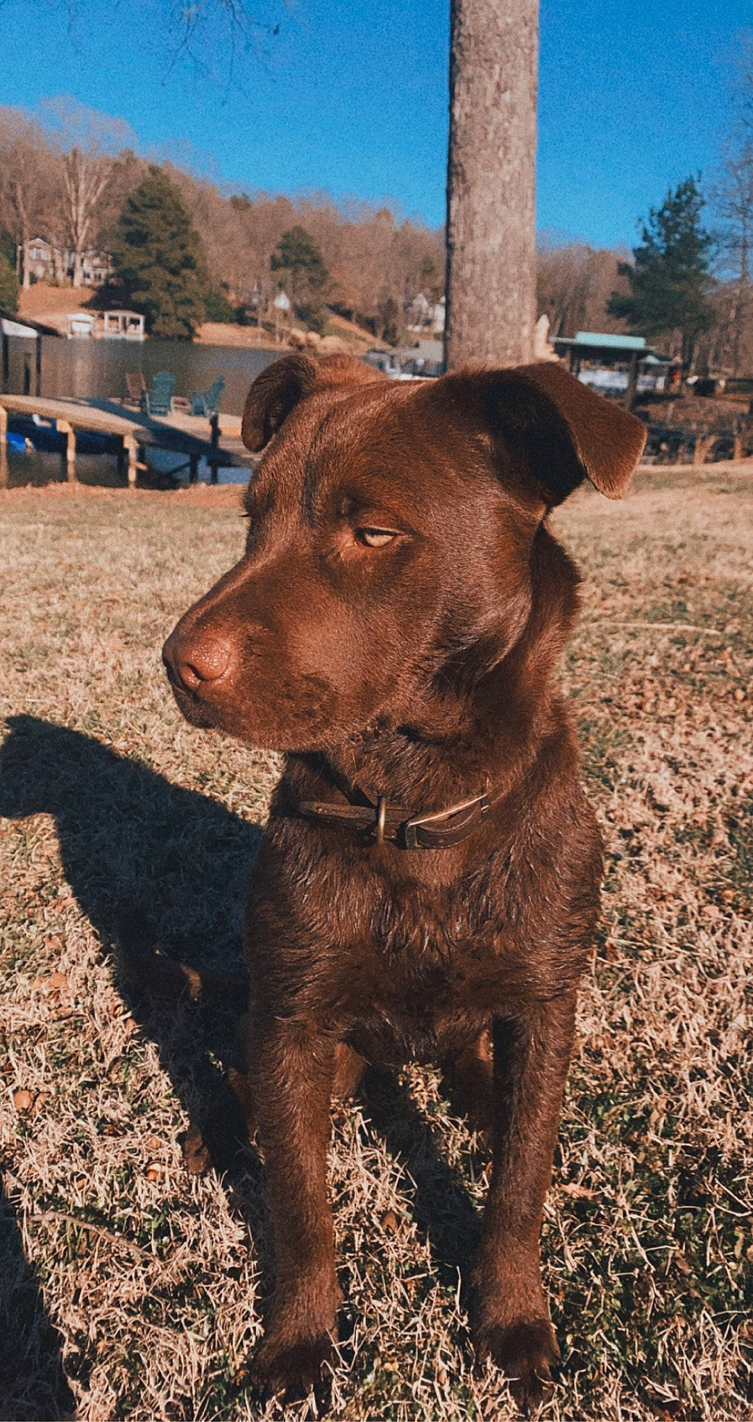 Sadie is registered to the contest to win money with this photo: canidae, carnivore, collar, companion_dog, dog, dog_breed, dog_collar, fawn, gun_dog, liver, pet_supply, plant, retriever, sky, snout, sporting_group, tail, tree, whiskers, working_animal