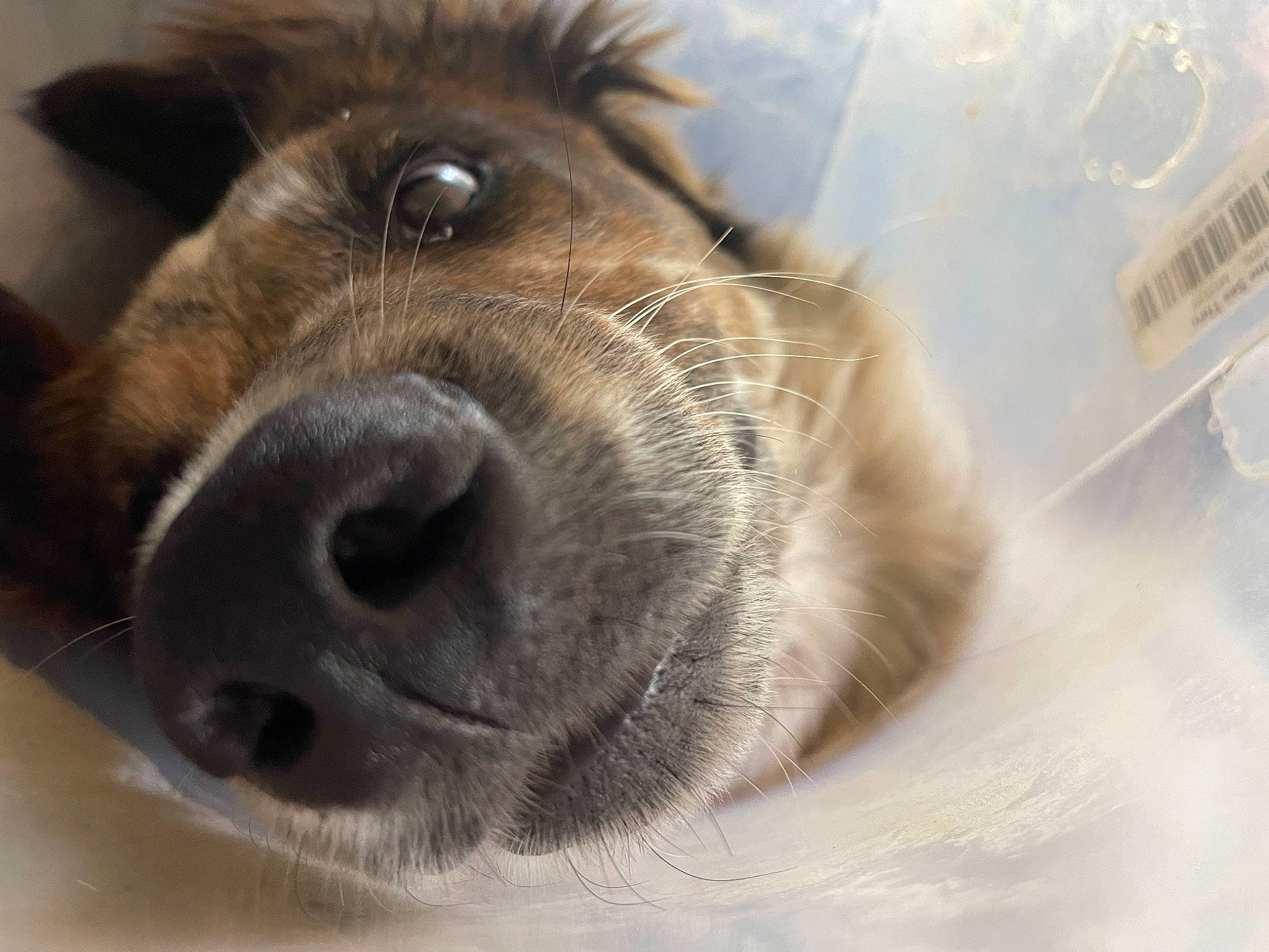 Koda joined the competition — help win amazing prizes! canidae, carnivore, companion_dog, dog, dog_breed, ear, eye, eyelash, fawn, fur, hair, human_body, liver, livestock, snout, sporting_group, whiskers, working_animal