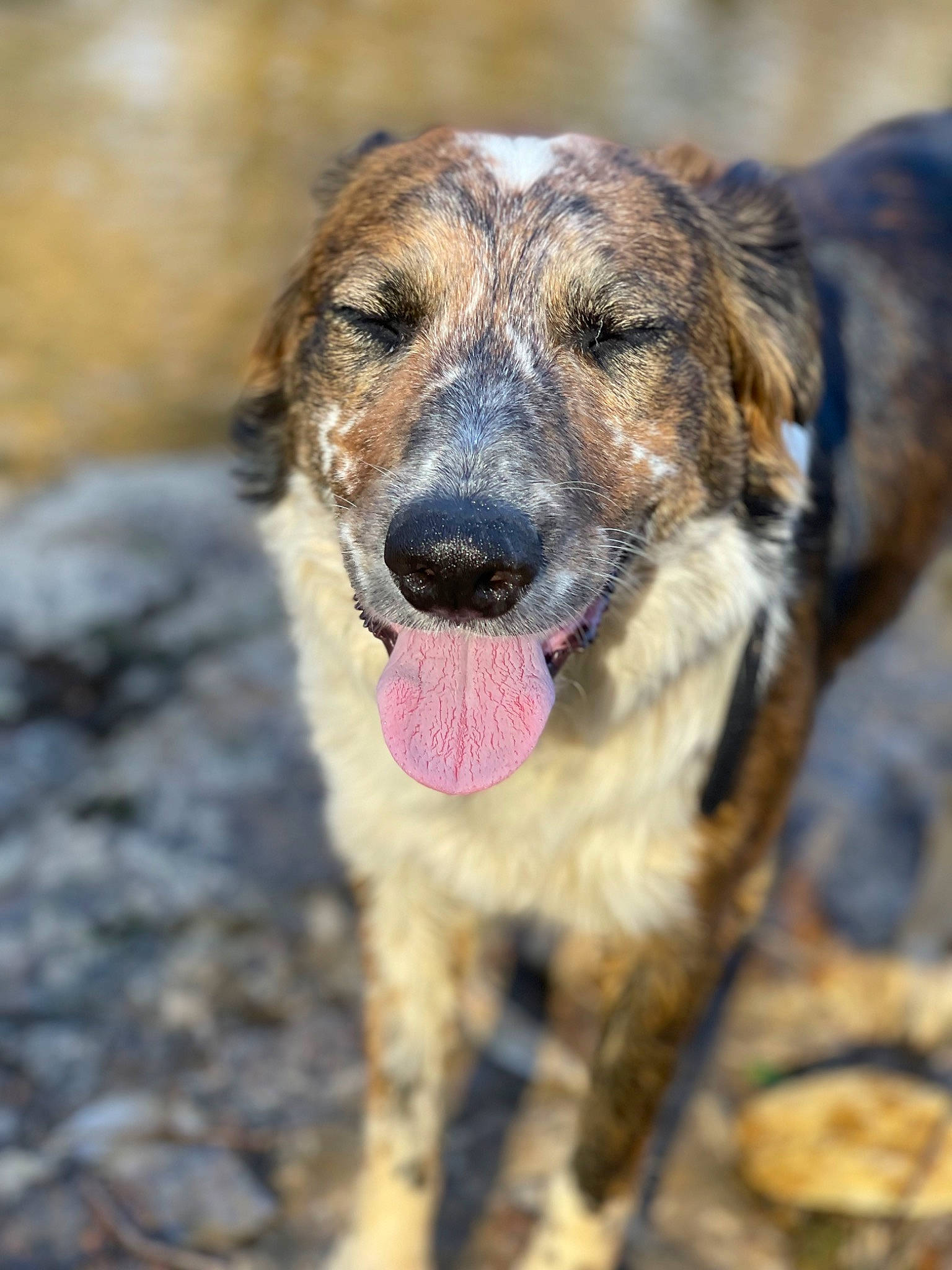 Koda joined the competition — help win amazing prizes! canidae, carnivore, collar, dog, dog_breed, eye, fawn, fur, guard_dog, herding_dog, snout, soil, sporting_group, terrestrial_animal, whiskers, wildlife, working_animal, working_dog